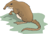 Long Nosed Shrew Standing Up Clip Art